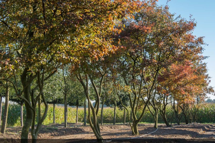 Ирга канадская Amelanchier lamarckii