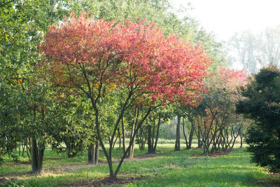 Клен Приречный Гиннала