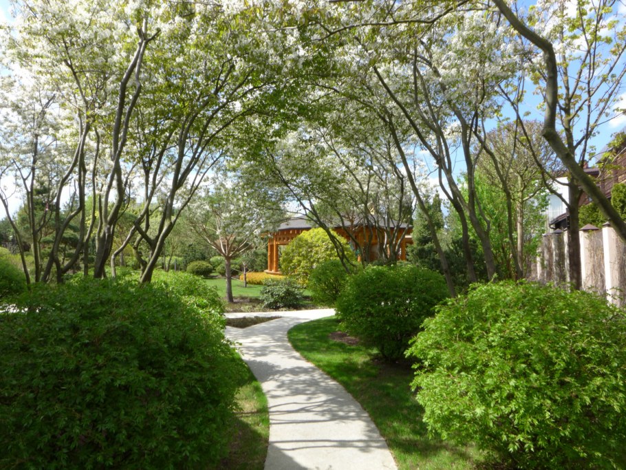 Ирга Ламарка в ландшафтном