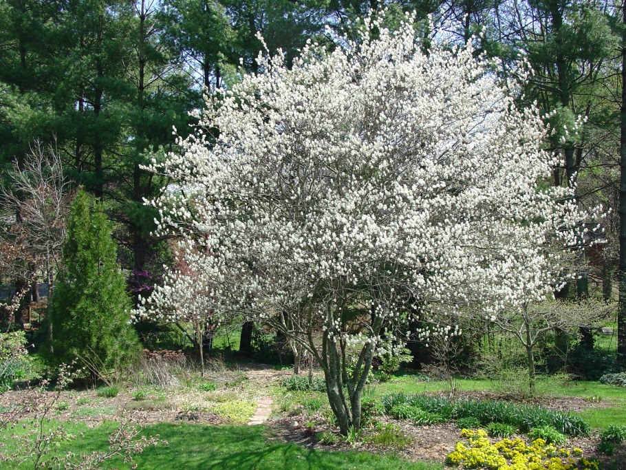 Ирга Ламарка (Amelanchier lamarckii)