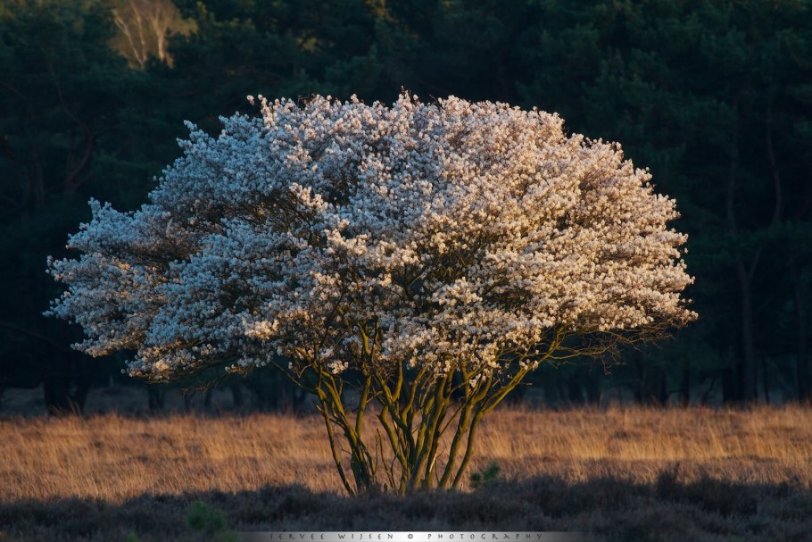 Игра канадская Ламарка