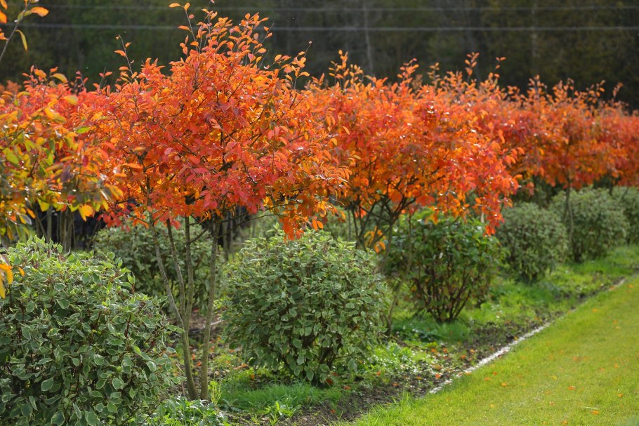 Клен Гиннала куст