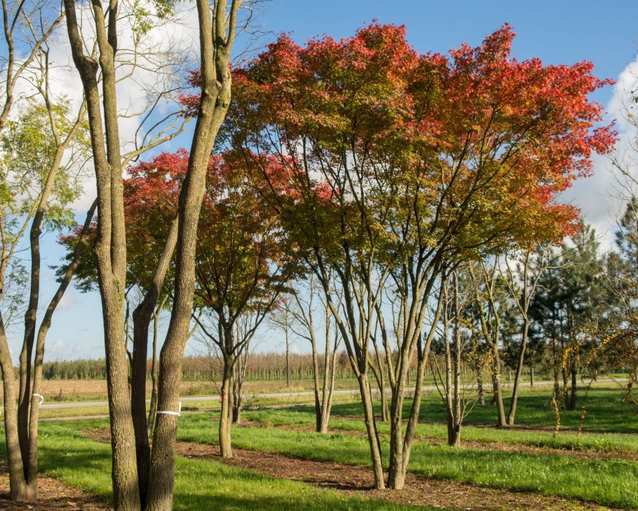 Клен Гиннала многоствольный