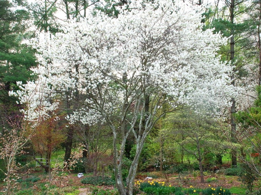 Ирга Ламарка зонт