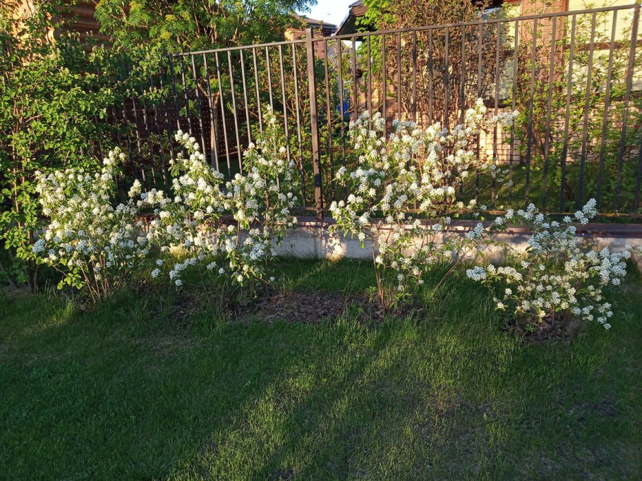 Гортензия метельчатая вдоль забора