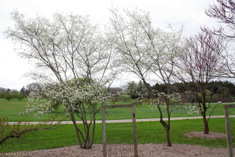 Ирга Ламарка зонт