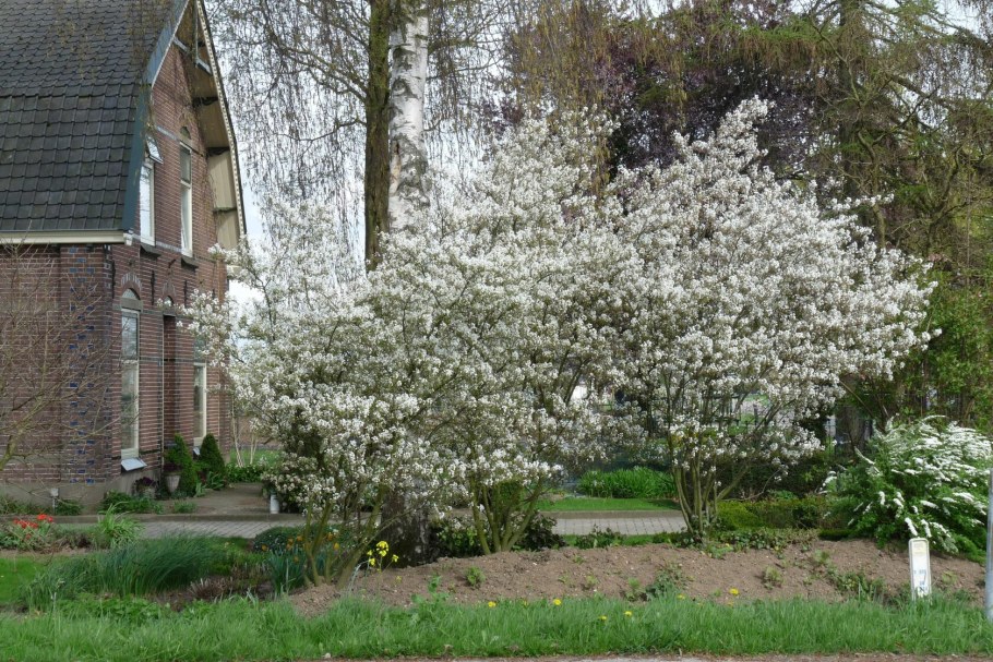 Ирга канадская в ландшафтном