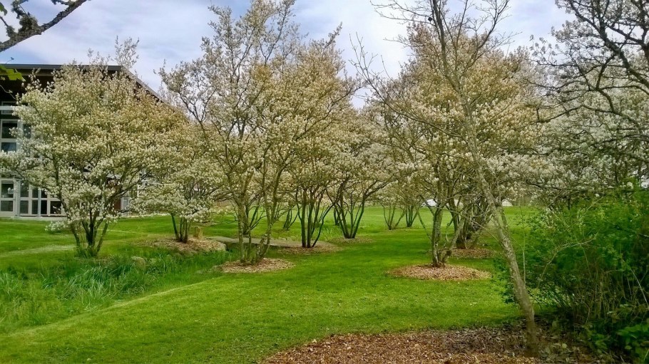 Ирга канадская Канадензис