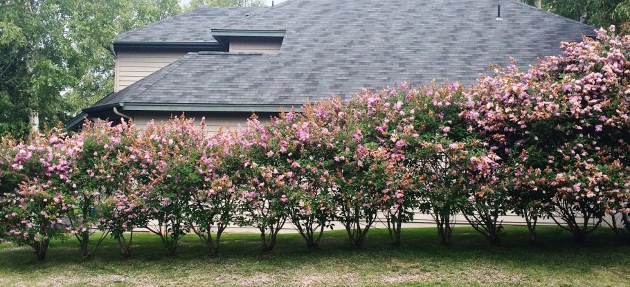 Ирга канадская, ирга Ламарка