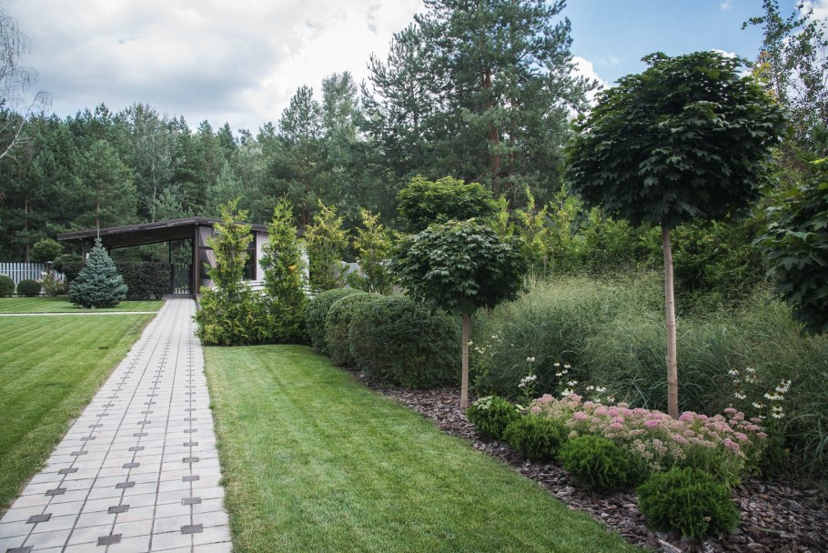 Ирга Ламарка в ландшафтном