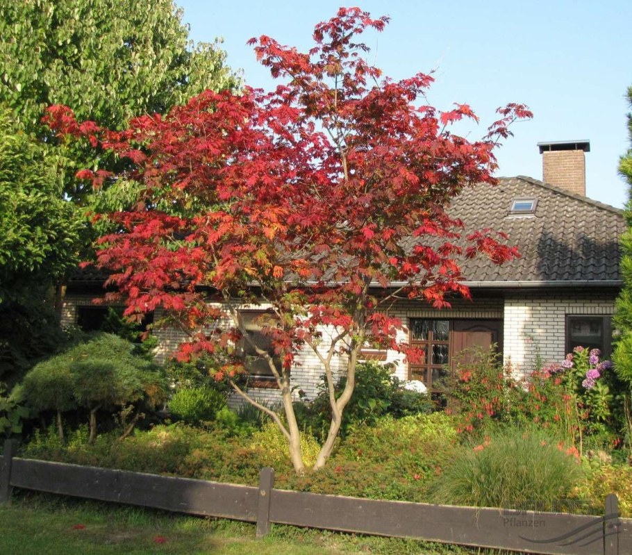 Клён татарский Гиннала