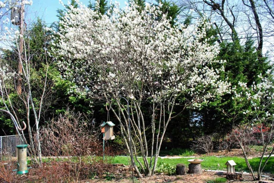 Ирга Ламарка