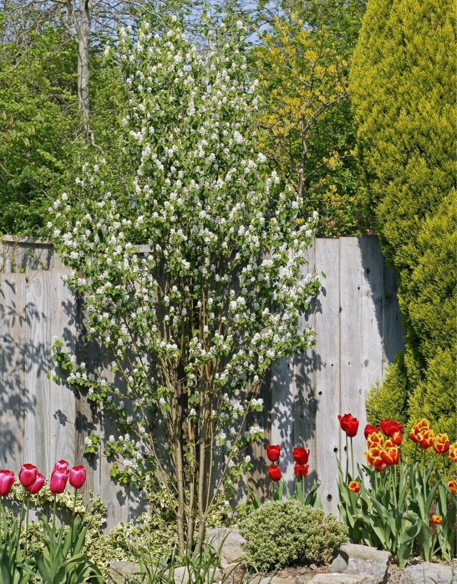 Ирга ольхолистная