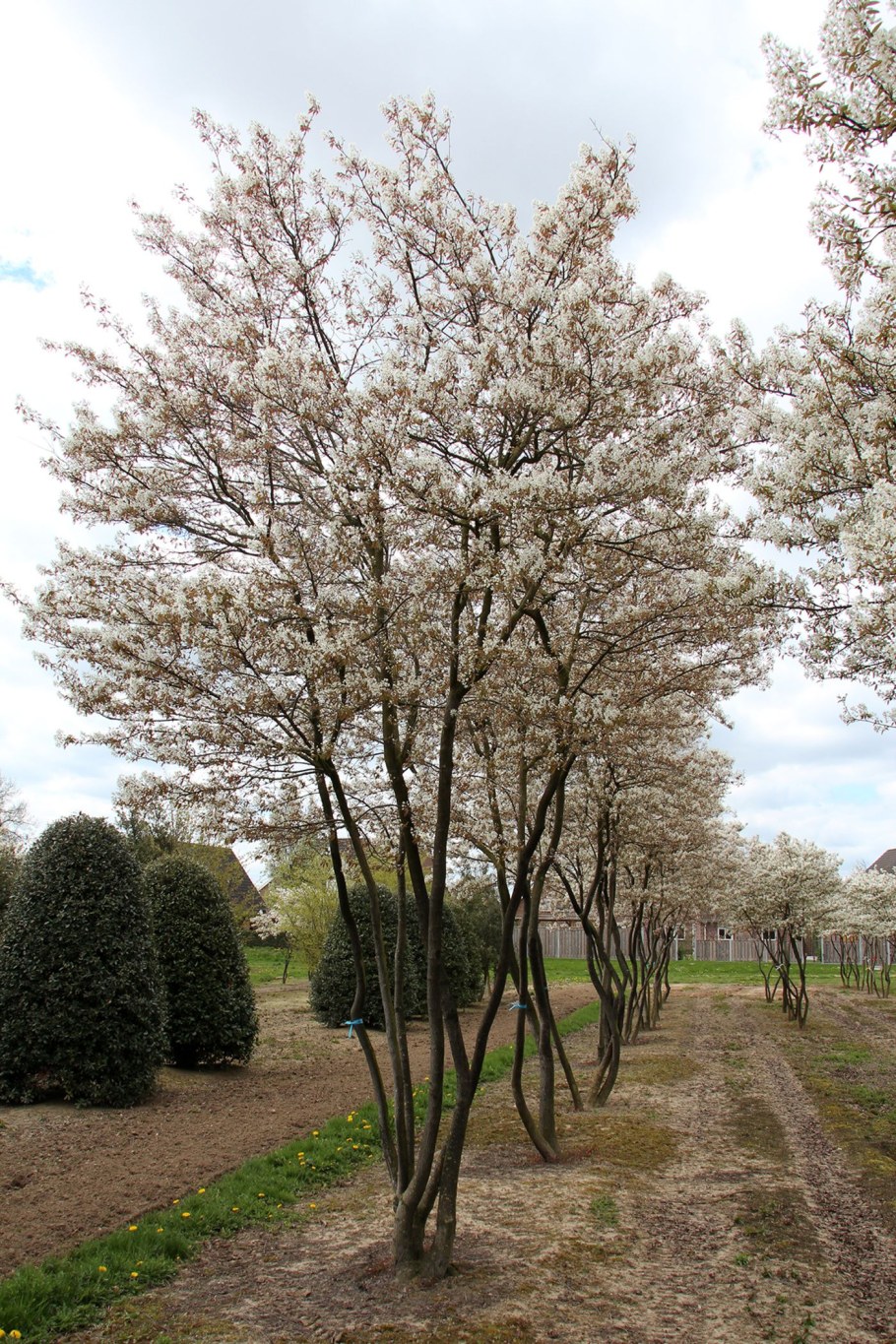 Ирга канадская куст