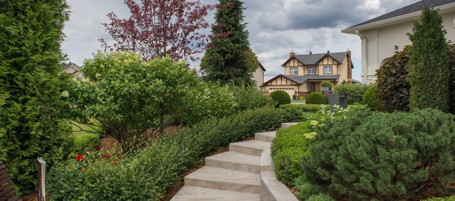 Ирга Ламарка в ландшафтном