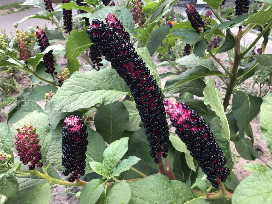 Фитолакка (Phytolacca Americana)