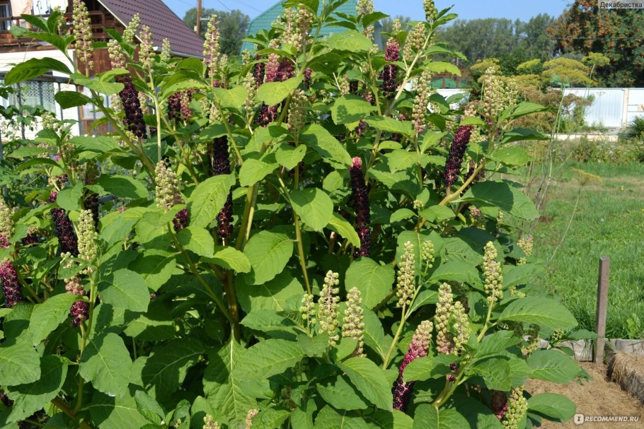 Фитолакка лаконос