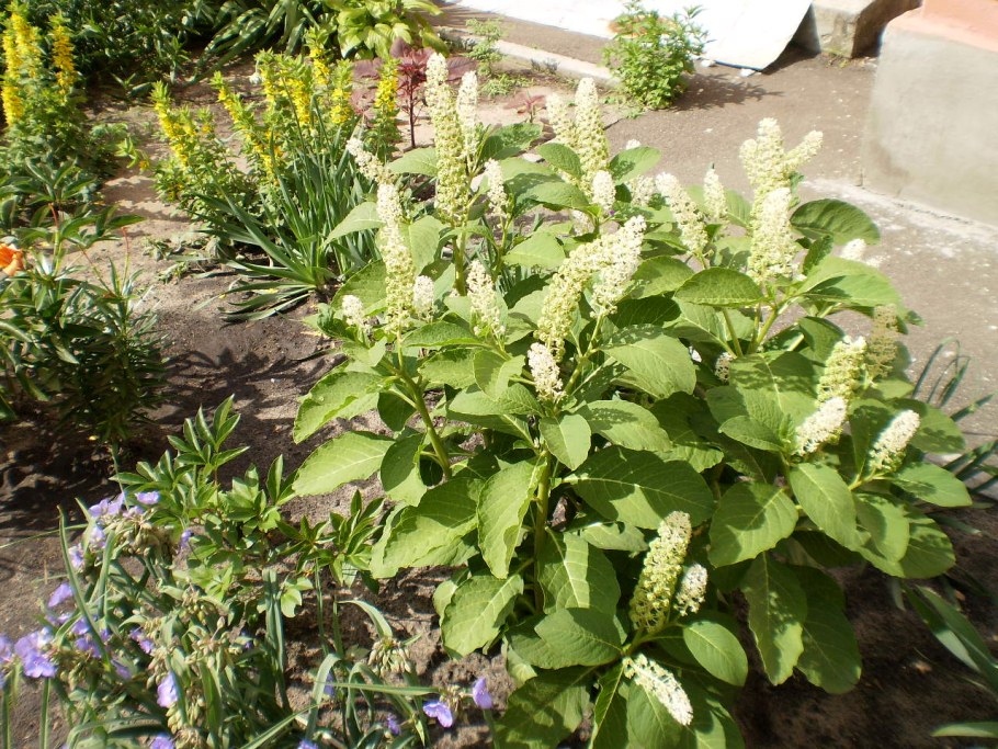 Phytolacca acinosa