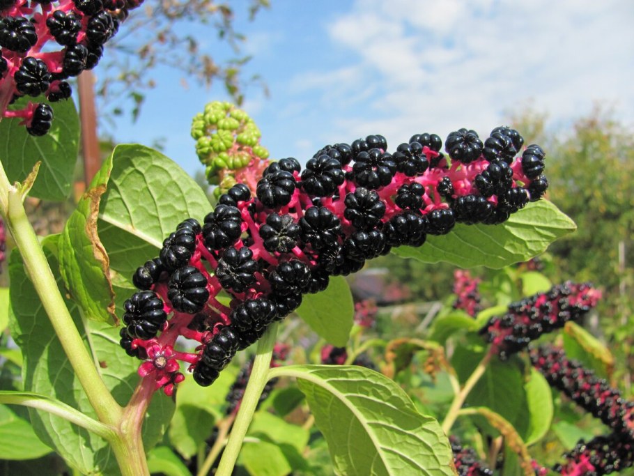 Цветок американский лаконос