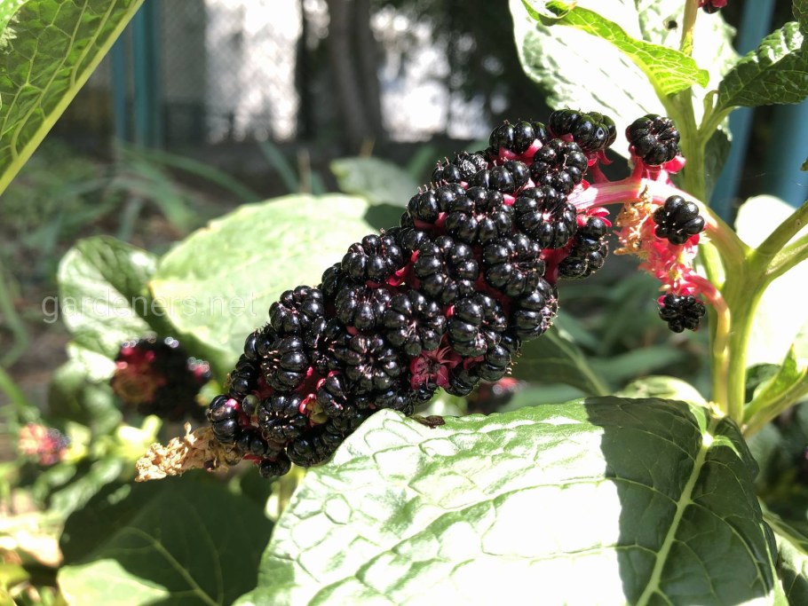 Фитолакка лаконос