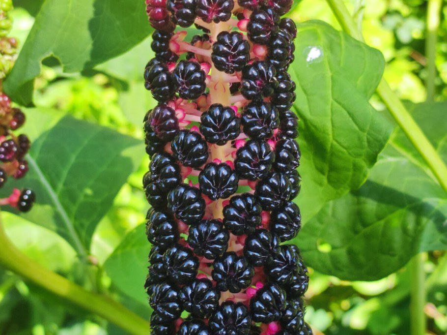 Фитолакка растение фото описание