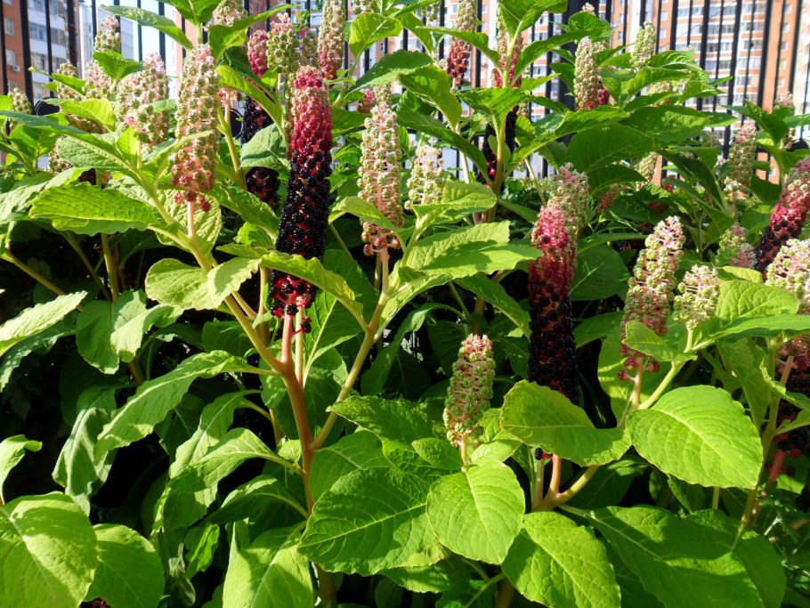 Лаконос Лиана