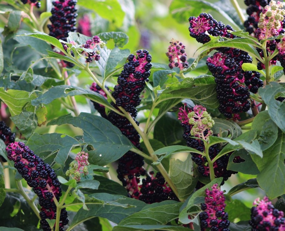 Фитолакка (Phytolacca Americana)