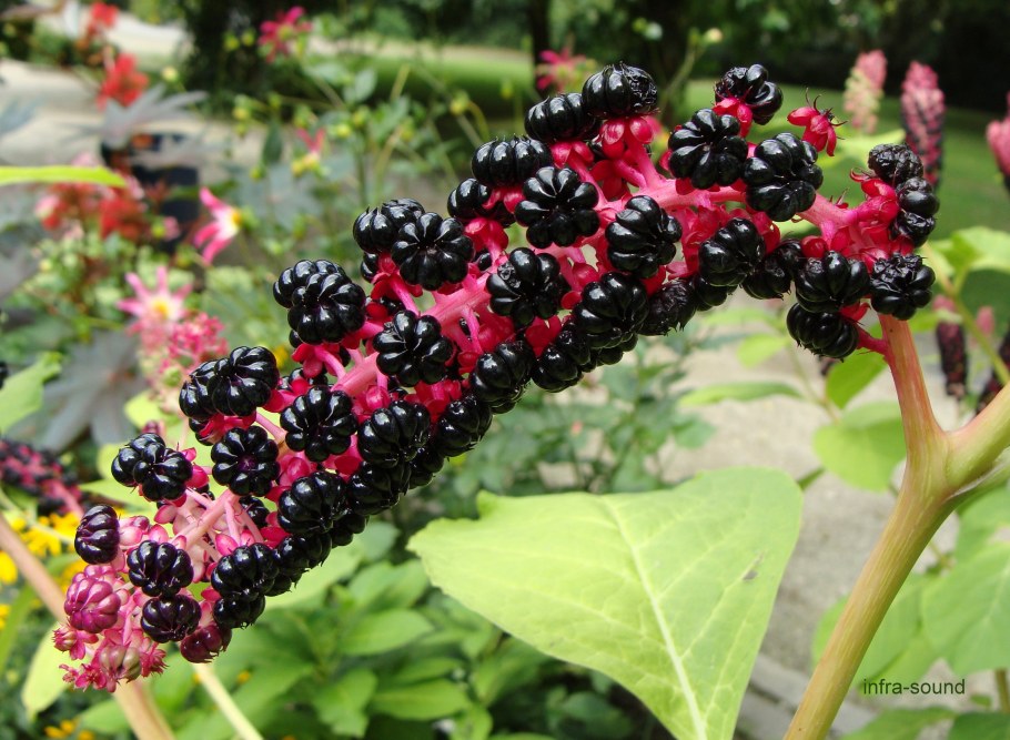 Лаконос куст