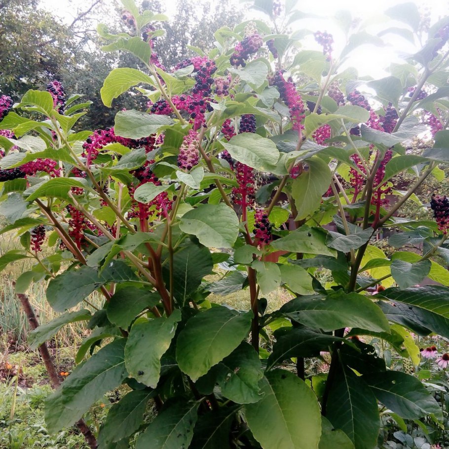 Фитолакка (Phytolacca Americana)