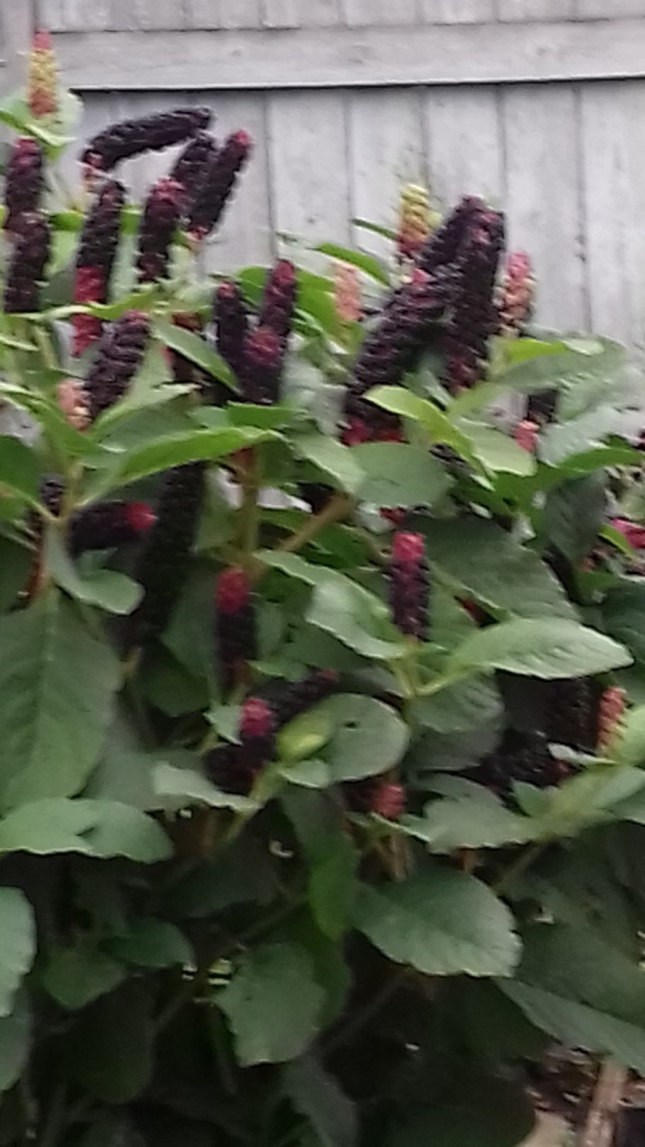 Лаконос цветок многолетний