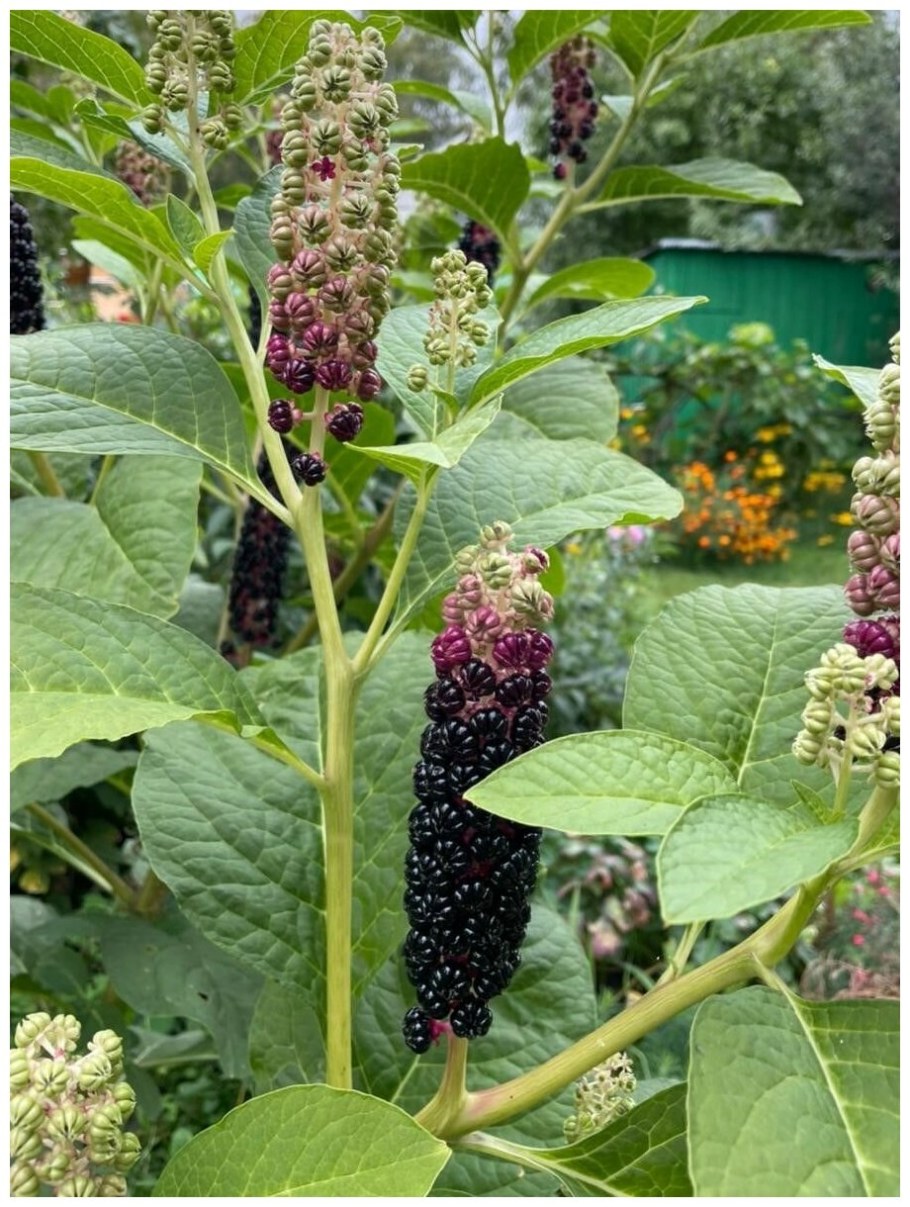 Лаконос фитолакка костянковый