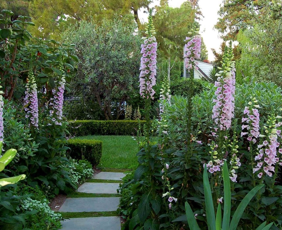 Наперстянка Королева сада