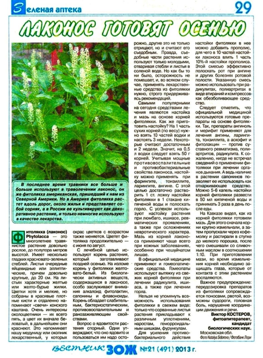 Лаконос фитолакка костянковый