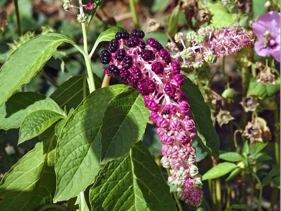 Лаконос костянковый