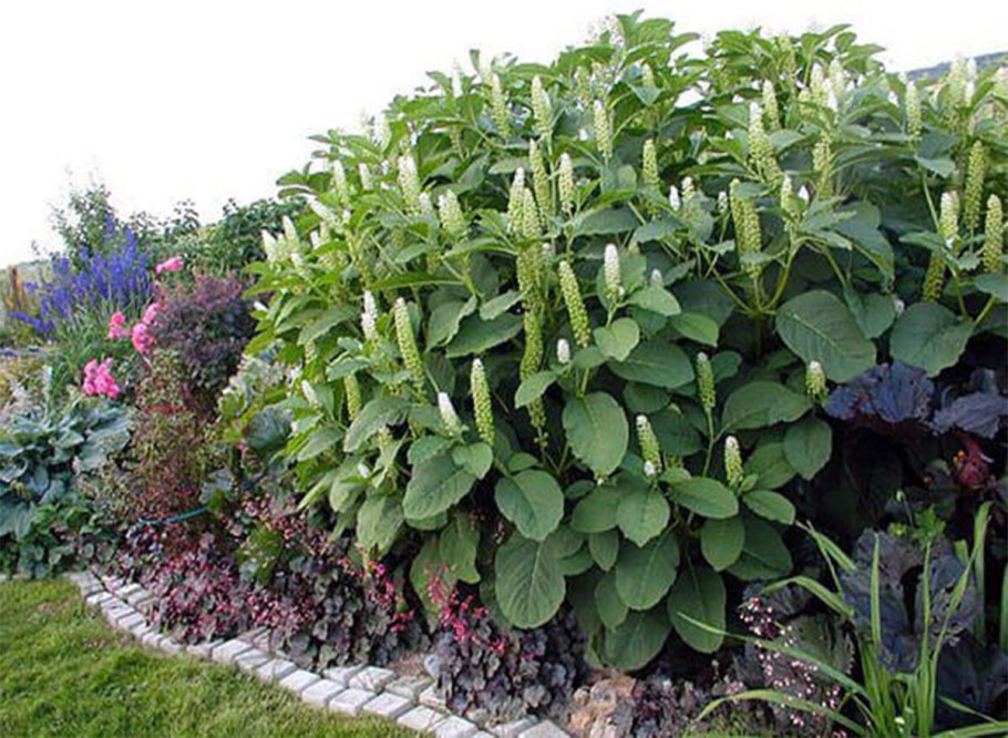 Многолетник лаконос американский