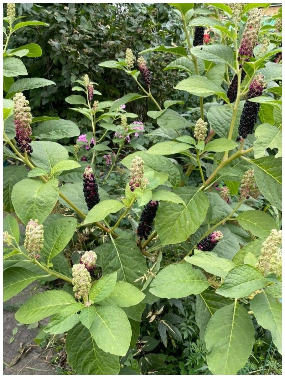 Лаконос ягодный