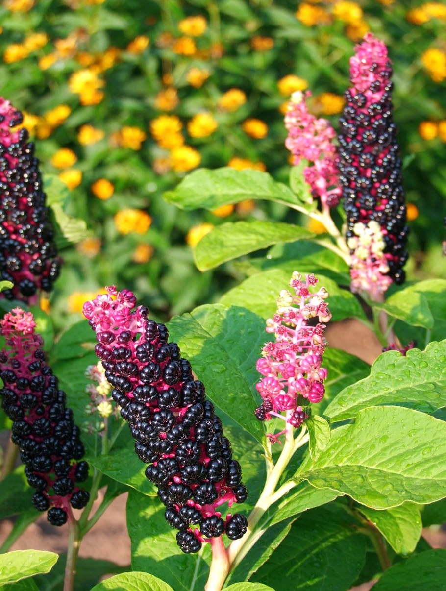 Лаконос американский