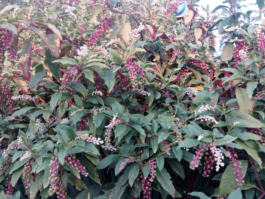 Лаконос куст