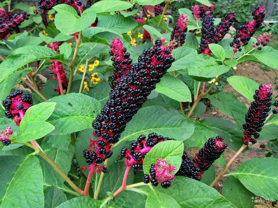 Лаконос американский