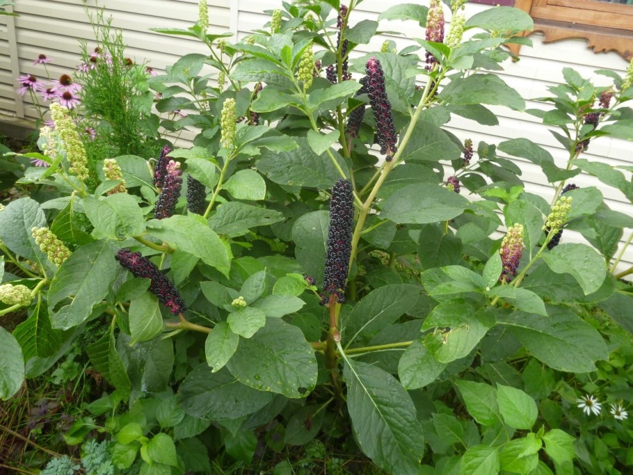 Лаконос американский