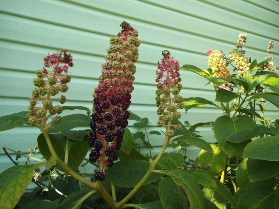 Лаконос фитолакка костянковая