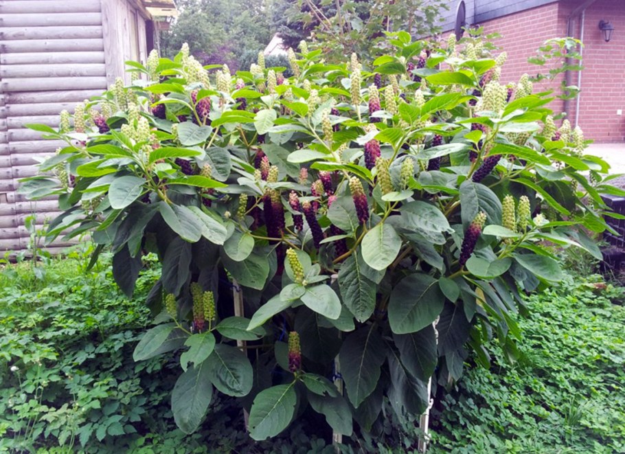 Фитолакка лаконос