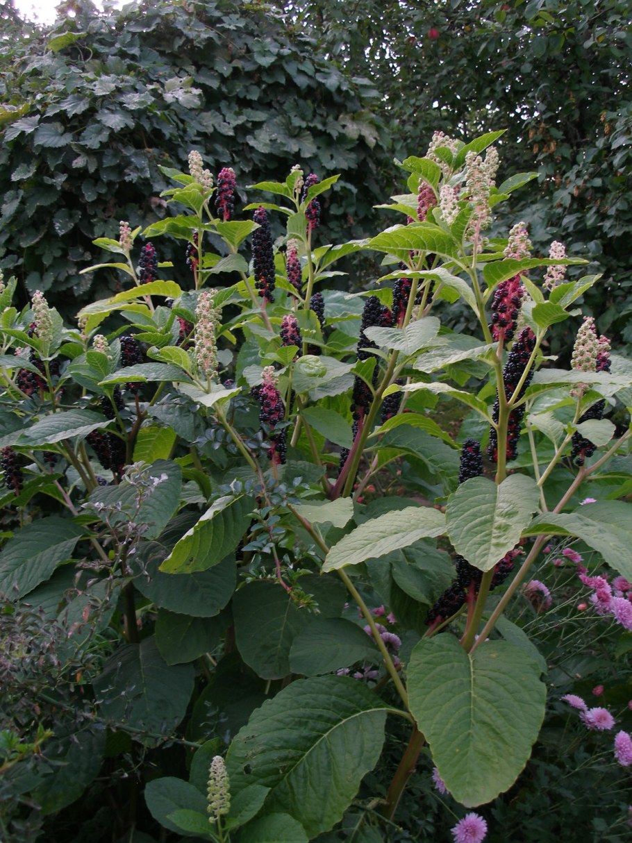 Фитолакка Phytolacca