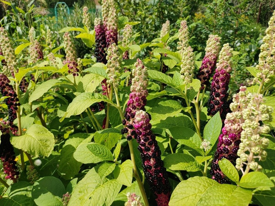 Роджерсия и лаконос