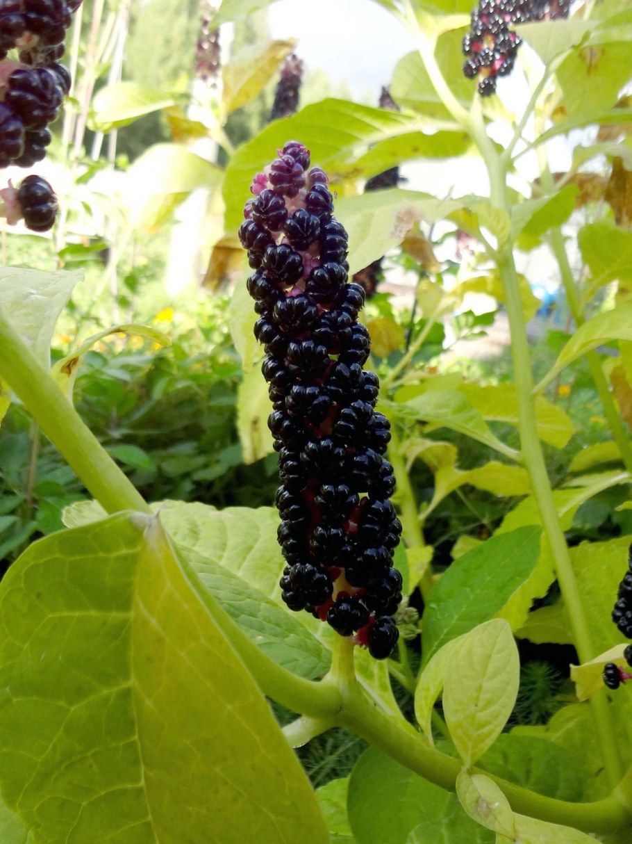 Лаконос американский санберри