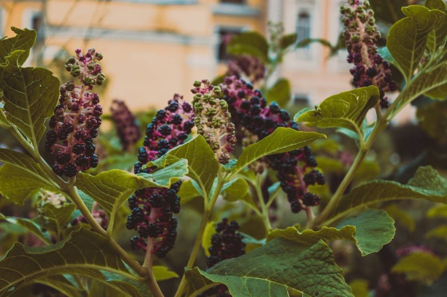 Фитолакка лаконос