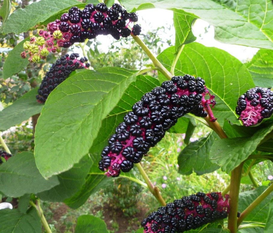 Фитолакка (Phytolacca Americana)
