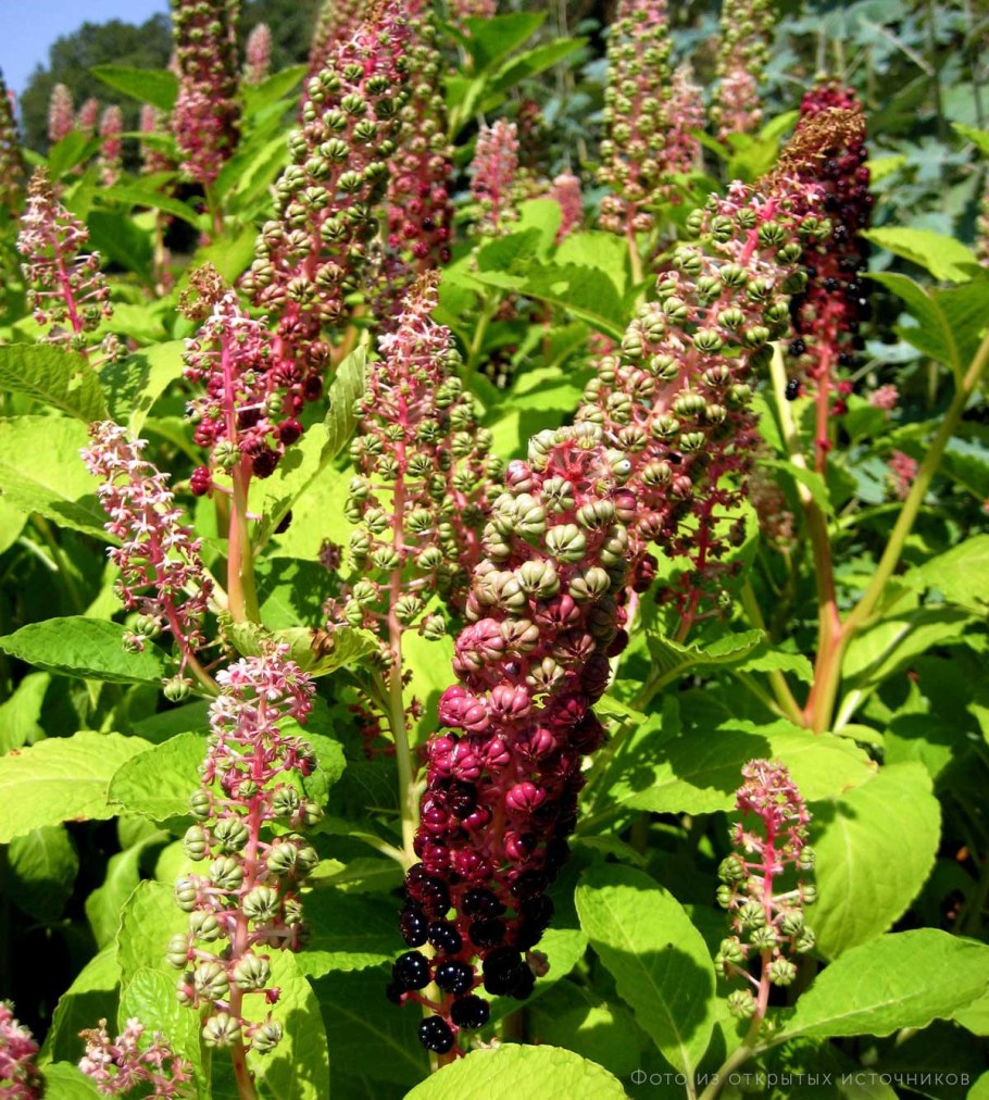 Абхазский лаконос