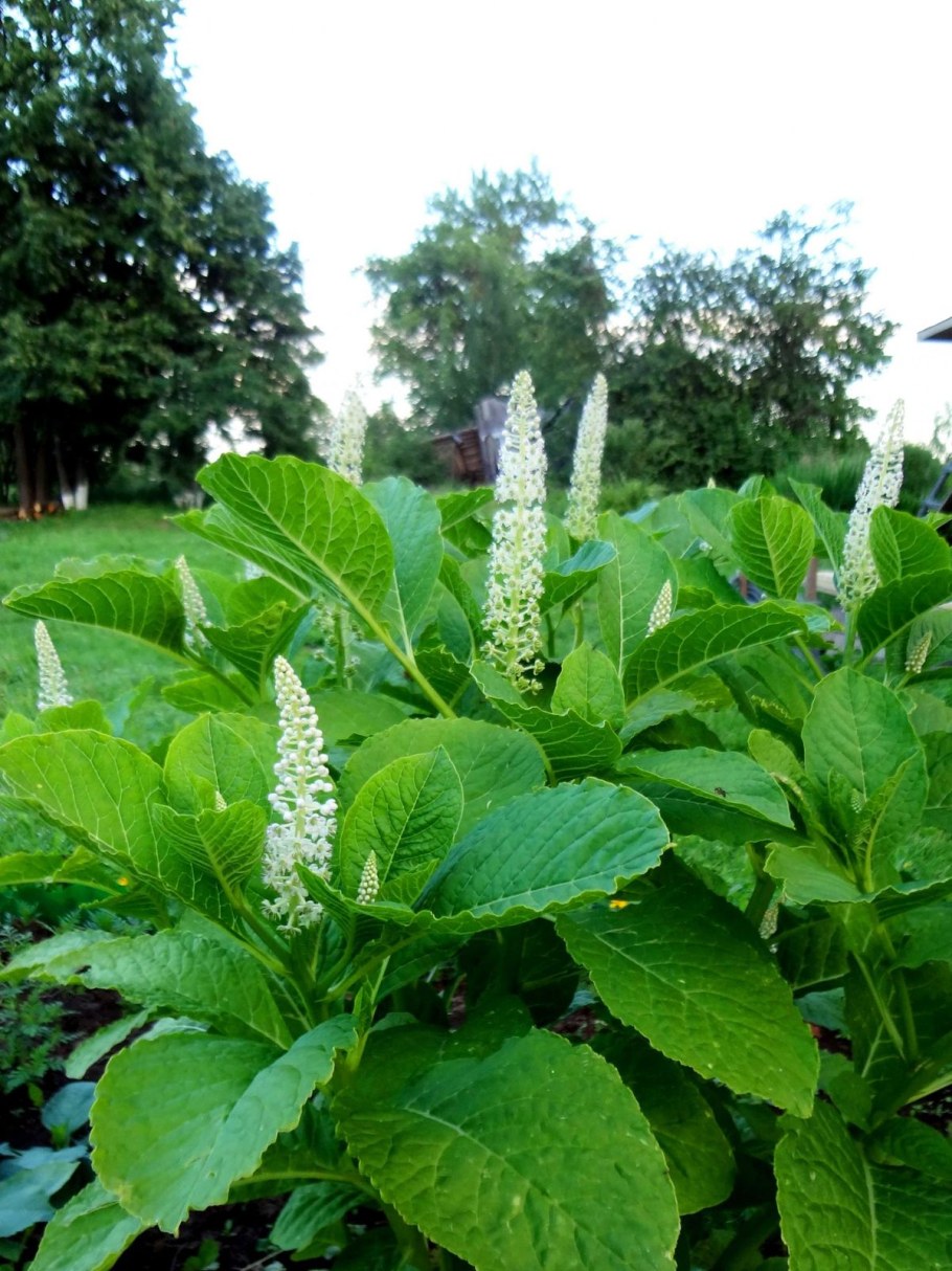 Фитолакка лаконос