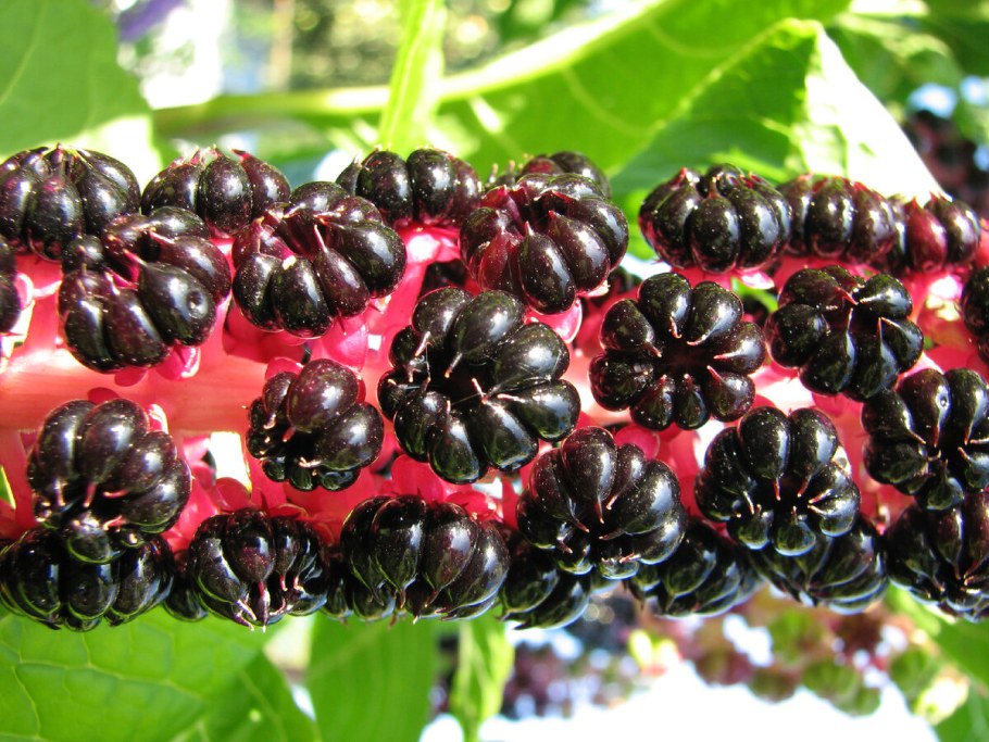 Лаконос ягодный съедобный